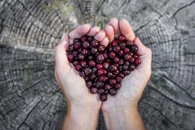 hands holding berries in heart shape